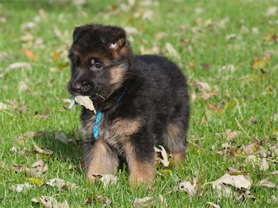 59 Best Photos Blue German Shepherd Puppies For Sale Nc - Catahoula Blue Heeler Mix Puppies For Sale in 2020 ...