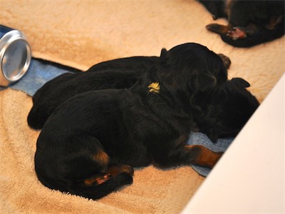 Lotta & Kai Puppies (1 day old)