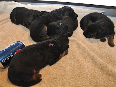 Lotta & Kai Puppies (9 days old)