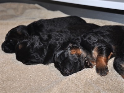 Lotta & Kai Puppies (9 days old)