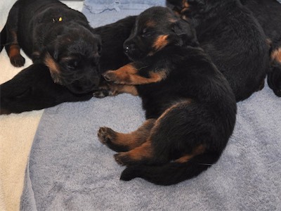 Lotta & Kai Puppies (15 days old)