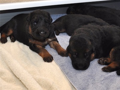 Lotta & Kai Puppies (15 days old)