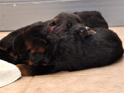 Lotta & Kai Puppies (22 days old)