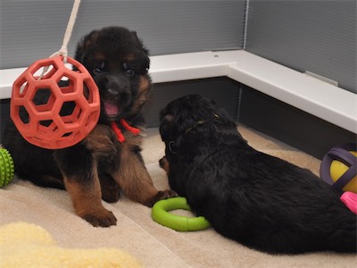 Lotta & Kai Puppies (22 days old)