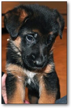 German Shepherd Puppies For Sale (5 Weeks Old)