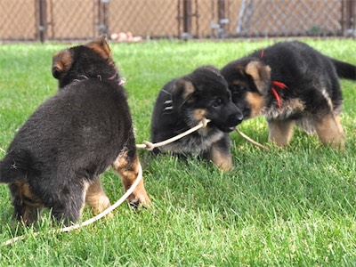 Pink holding her own in tug o' war with the boys - White & Red
