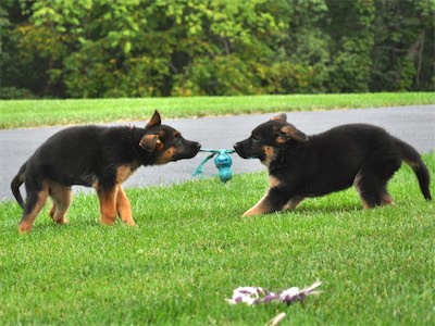 Guess we'll just have to play tug with it!