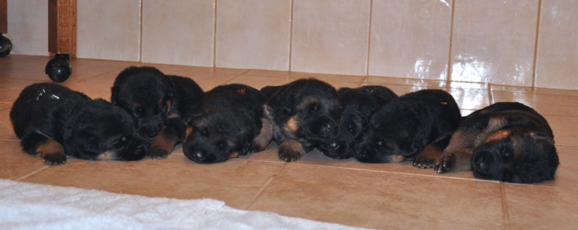 All 7 German Shepherd Puppies