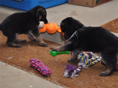 Plum and White playing tug.<br>White showing off and only using three legs.