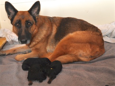 Nelly and her 3 puppies!