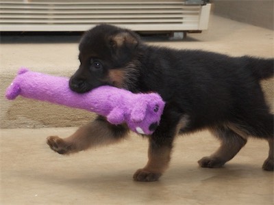 Purple says my toy is longer!