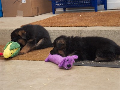Blue and Purple chewing on their toys