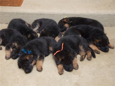 All the puppies are now asleep