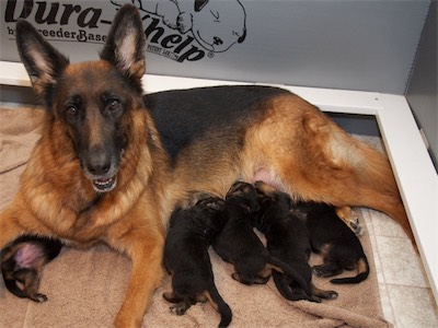 Lotta and a few puppies feeding