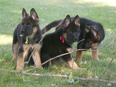 The trio found a big stick to play with together