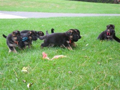 Most of the puppies running after mom
