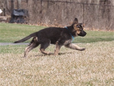 Blue: check out my stride!
