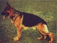 Picture of Enzo von der Burg Aliso