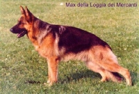 Picture of Max della Loggia dei Mercanti