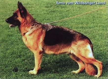 Picture of VA Xena vom Wildsteiger Land