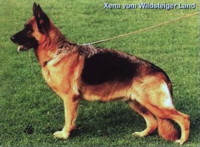 Picture of VA4 Xena vom Wildsteiger Land