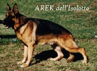 Picture of Arek dell' Isolotto