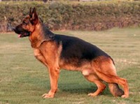Picture of Euro von Media