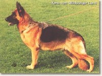 Picture of Xena vom Wildsteiger Land