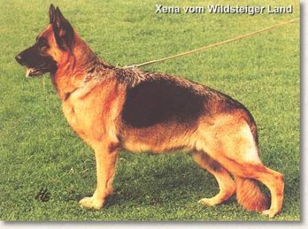 Picture of VA4 Xena vom Wildsteiger Land