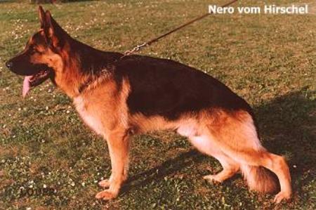 Picture of VA5 Nero vom Hirschel