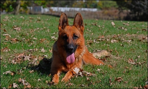 Eika relaxing in the yard