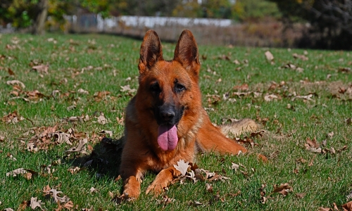 Vollmond's Eika relaxing in the grass.