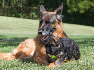 Vollmond - German Shepherd Puppies For Sale | Chicago Illinois Area