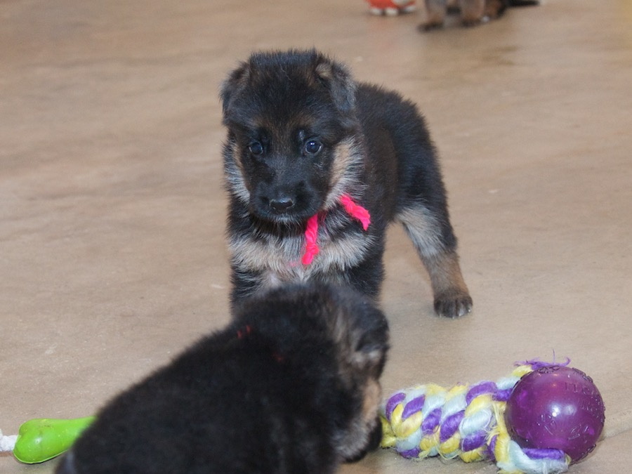 31 Best Photos Black German Shepherd Puppies Illinois : 10+ Inspiring Short Haired German Shepherd Puppies For ...