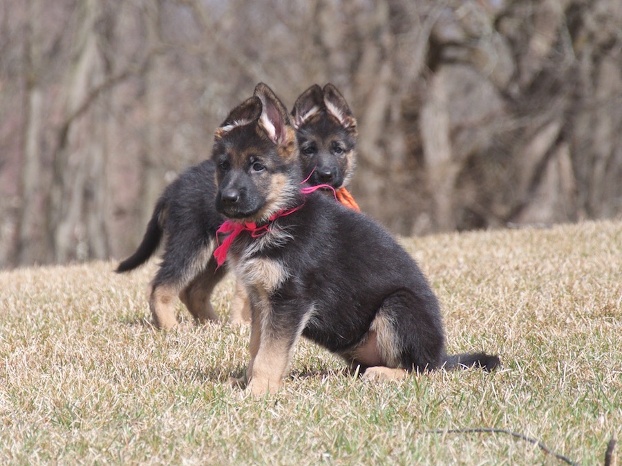 Vollmond - German Shepherd Puppies For Sale | Chicago Illinois Area