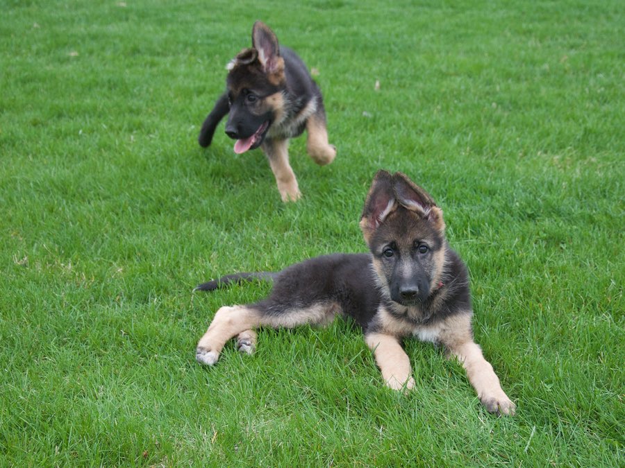 Vollmond - German Shepherd Puppies For Sale | Chicago Illinois Area