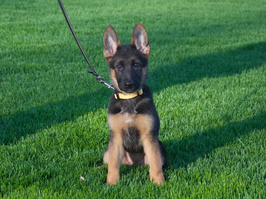 Vollmond - German Shepherd Puppies For Sale | Chicago Illinois Area