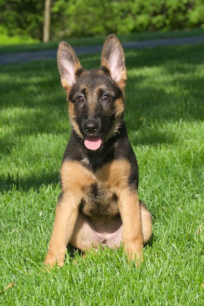 Vollmond - German Shepherd Puppies For Sale | Chicago ...