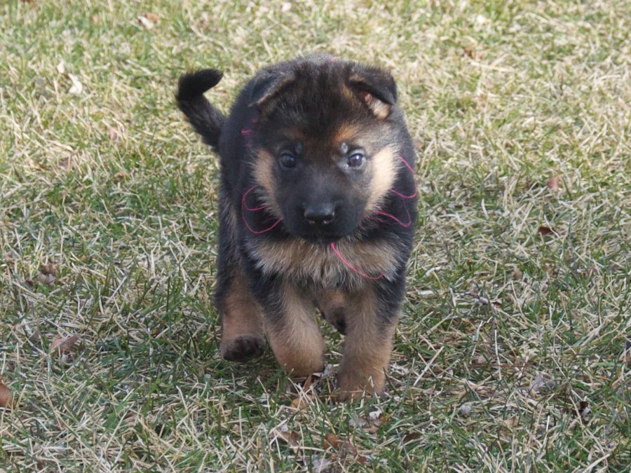 28 Top Photos German Shepherd Puppies Colorado For Sale - 1 male with 3 females German Shepherd puppies in Choctaw ...