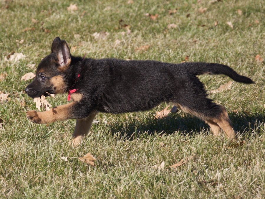 Vollmond - German Shepherd Puppies For Sale | Chicago ...