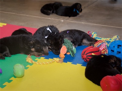 The napping puppies.