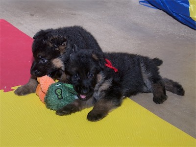 Black and Red (males) sharing the stuffed toy.