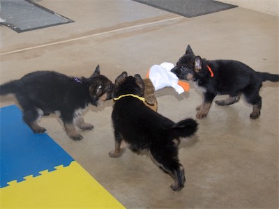 Yellow joining Purple and Orange in the tug-o-war.
