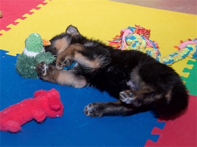 Blue laying on his side while plying with a toy.