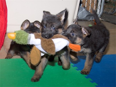 Three puppies playing with the stuffed duck.