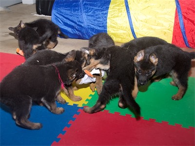A bunch of puppies playing together.