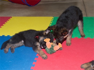 Red and Purple sharing a stuffed toy.