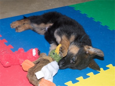 Blue laying on his side while chewing on a toy.