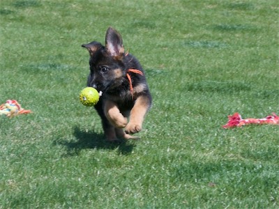Orange running with the ball and rope.