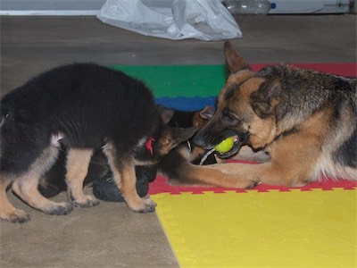 Red with the tire and Yellow playing tug with the mom, Kona.